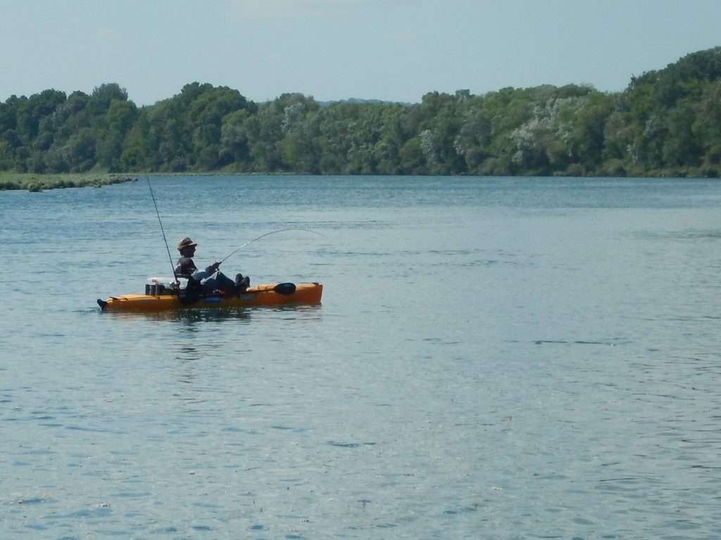 combat avec un silure au kayak