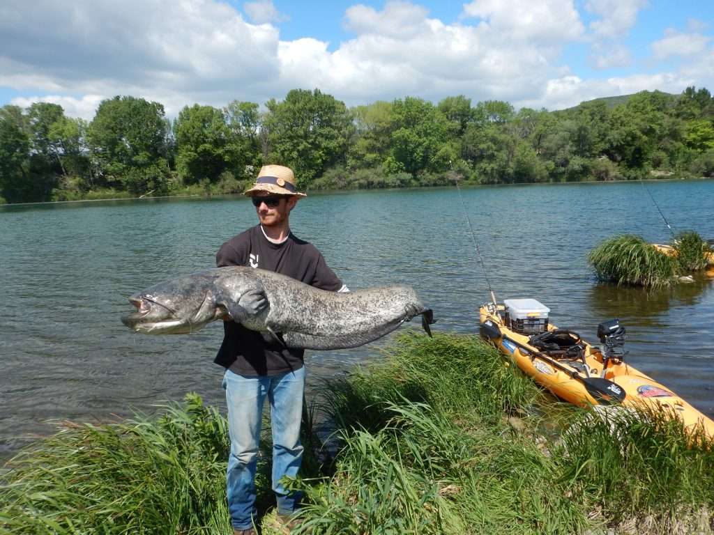 prise d'un silure au bord du Rhône