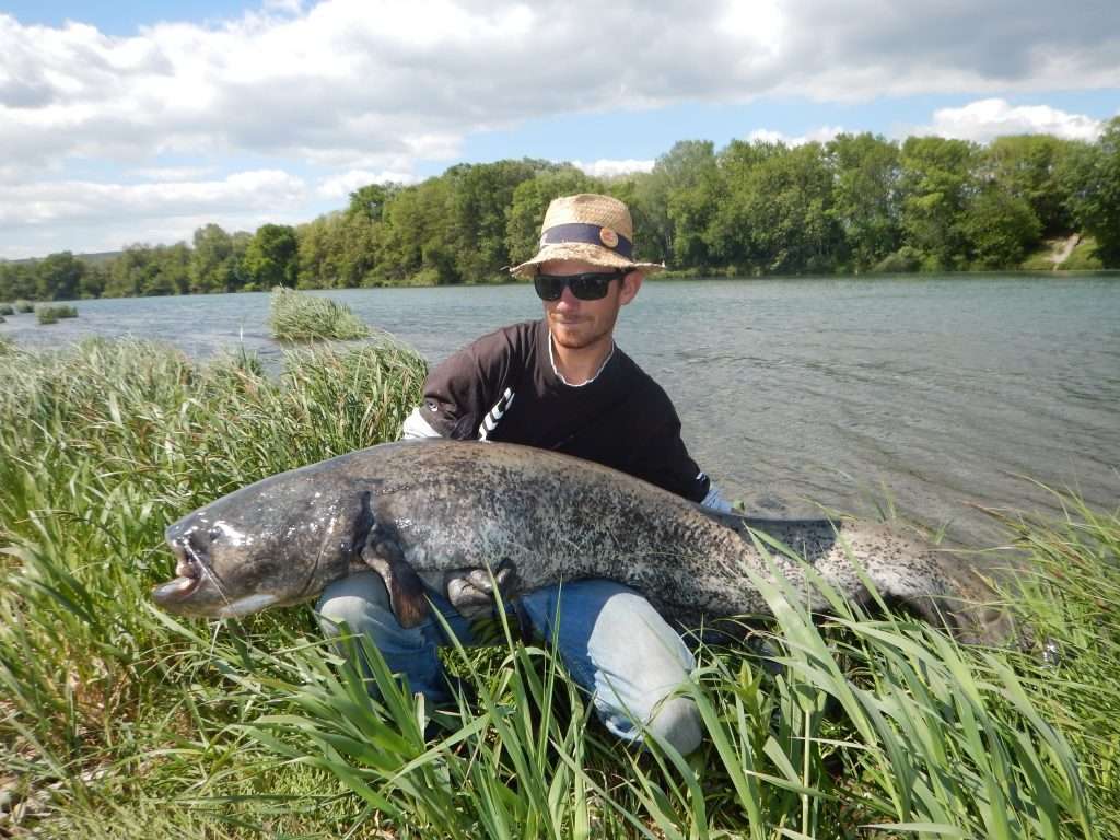 prise d'un silure au bord du Rhône