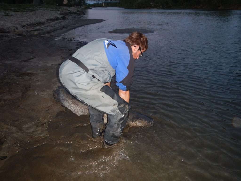 remise à l'eau du silure