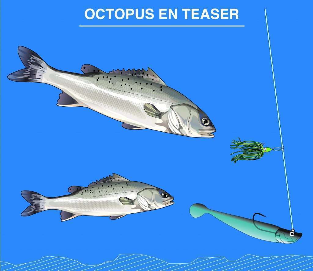 Octopus en Teaser