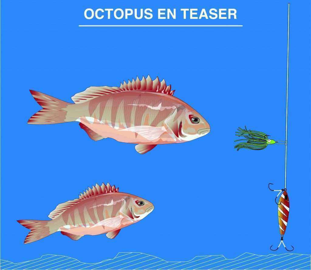 Teaser Octopus