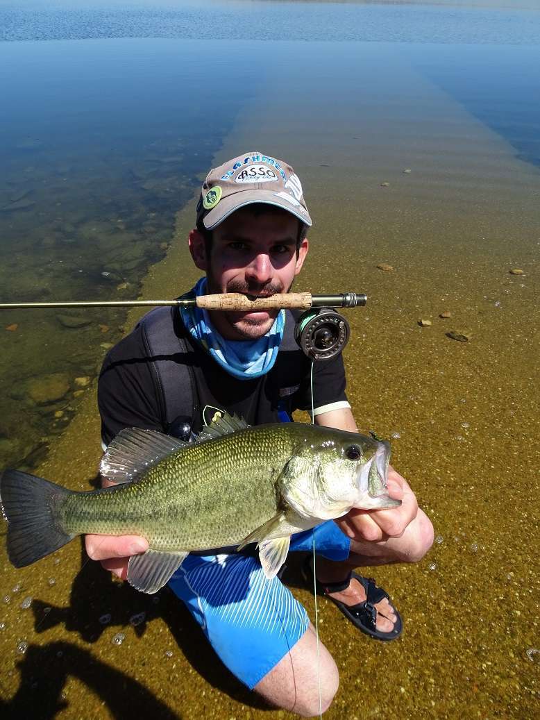 Bass pris à la mouche sur un Streamer Vert