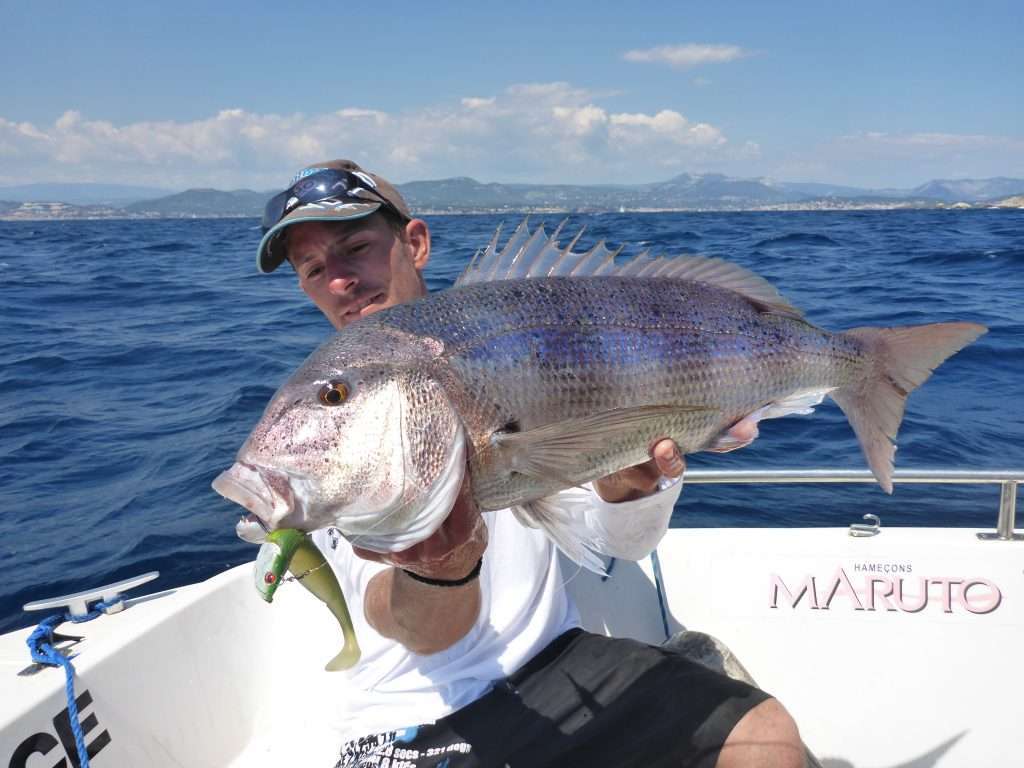 Prise d'un Denti avec un Blue Shad