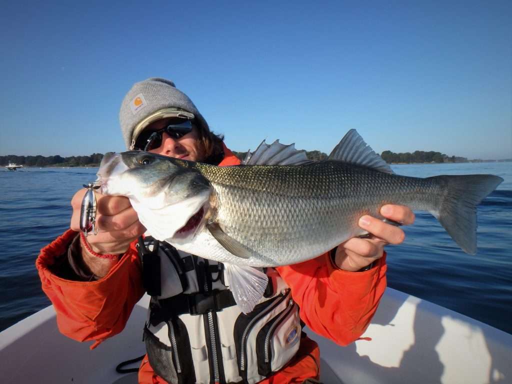 Prise au Tiny Torpedo Heddon