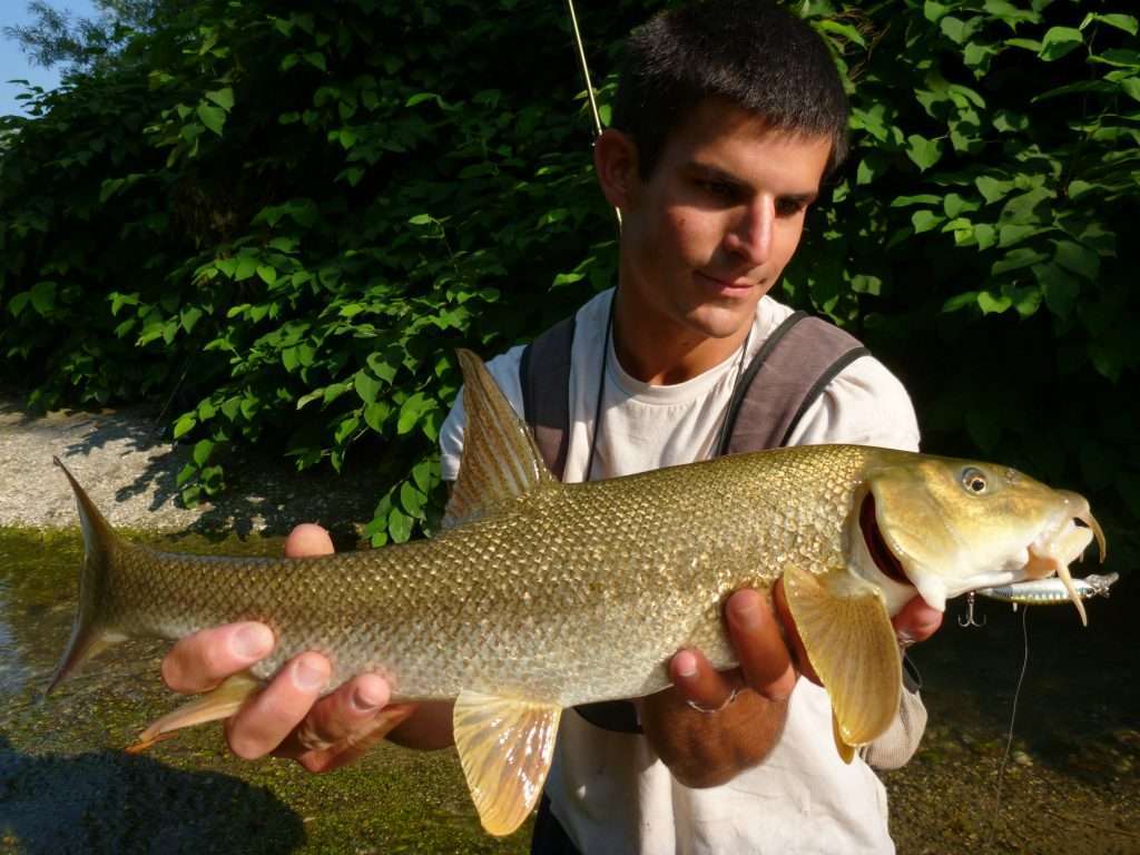 L'Eba Minnow est un jerkbait qui fonctionne trés bien sur les barbeaux !