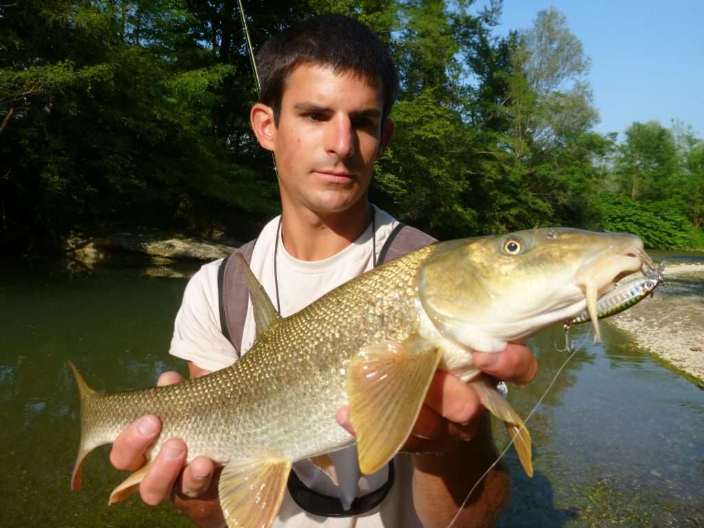 Le barbeau est un poisson puissant qui peut être pêché aux leurres