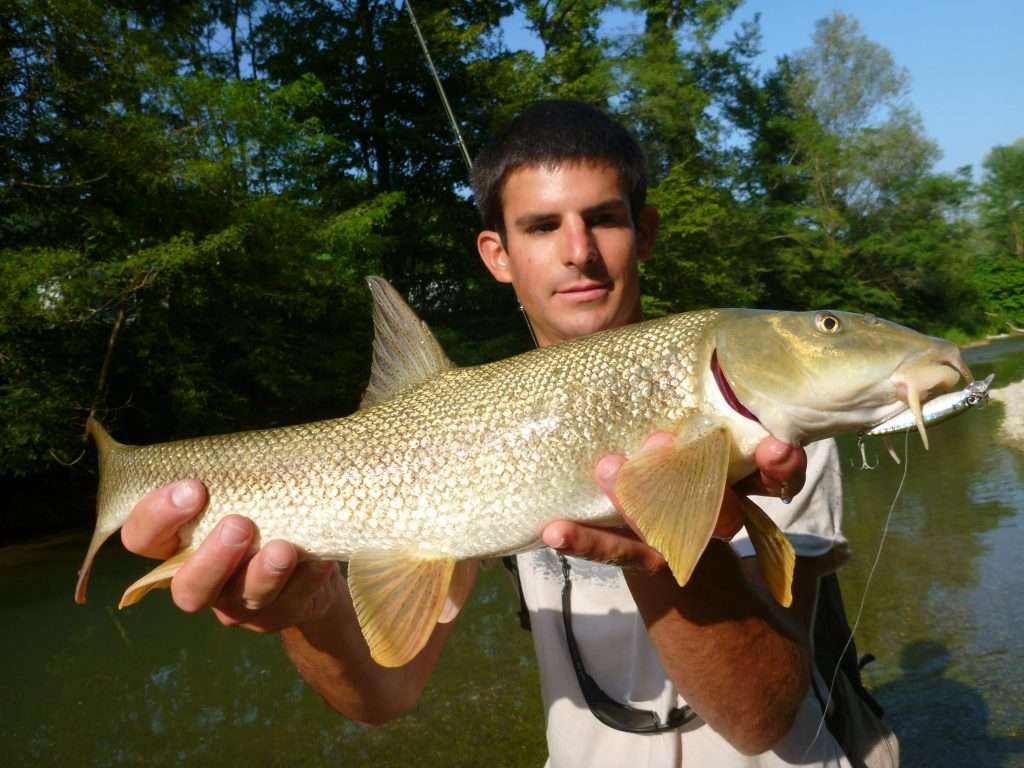 Joli barbeau pris à l'Eba Minnow Yo-Zuri !