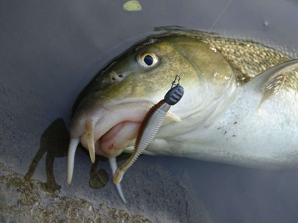 Grubster 2 '' coloris Arkansas Shiner