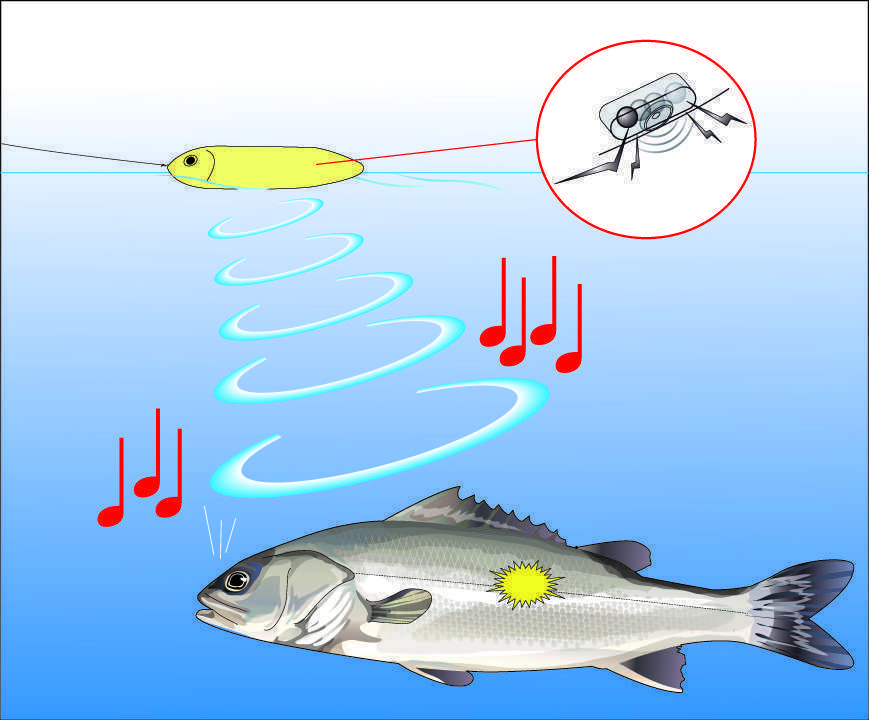 Les ondes des billes bruiteuses d'un stickbait sont ressenties par le bar