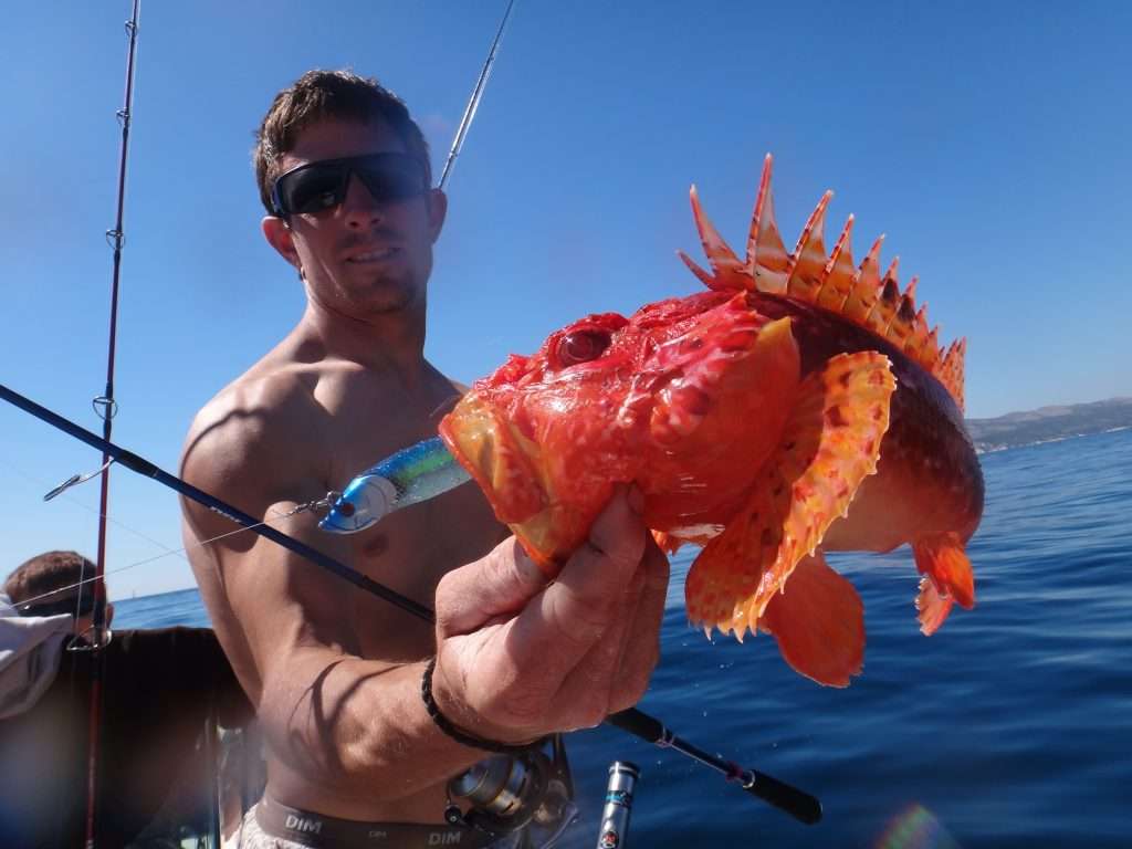 Chapon pris au Blue Shad en pêche à gratter par Vincent