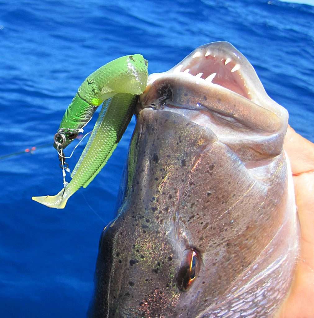 Même les dentis apprécient le Blue Equille