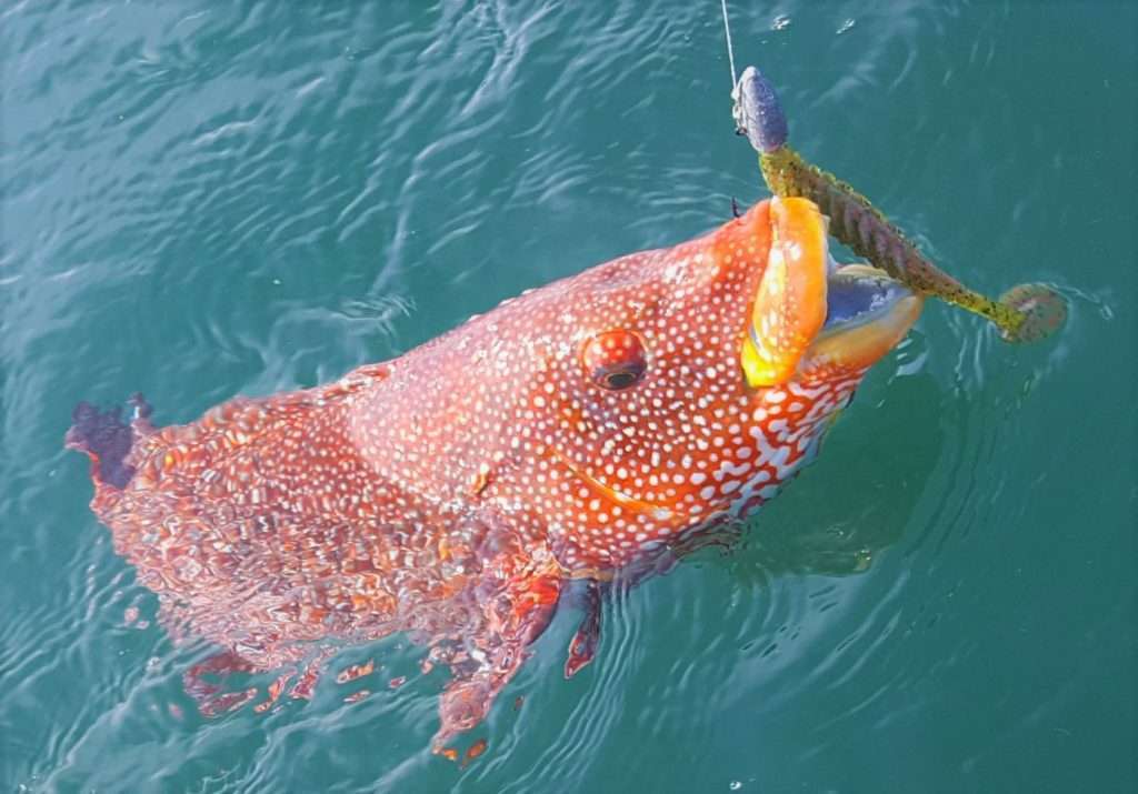 Pêche en haute mer : des distances deux fois plus grandes pour trois fois  moins de poissons