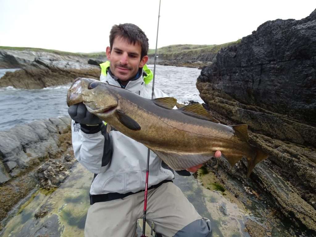 Lieu irlandais de 75 cm pris avec un combo cuiller anchois / finess monté sur un texan