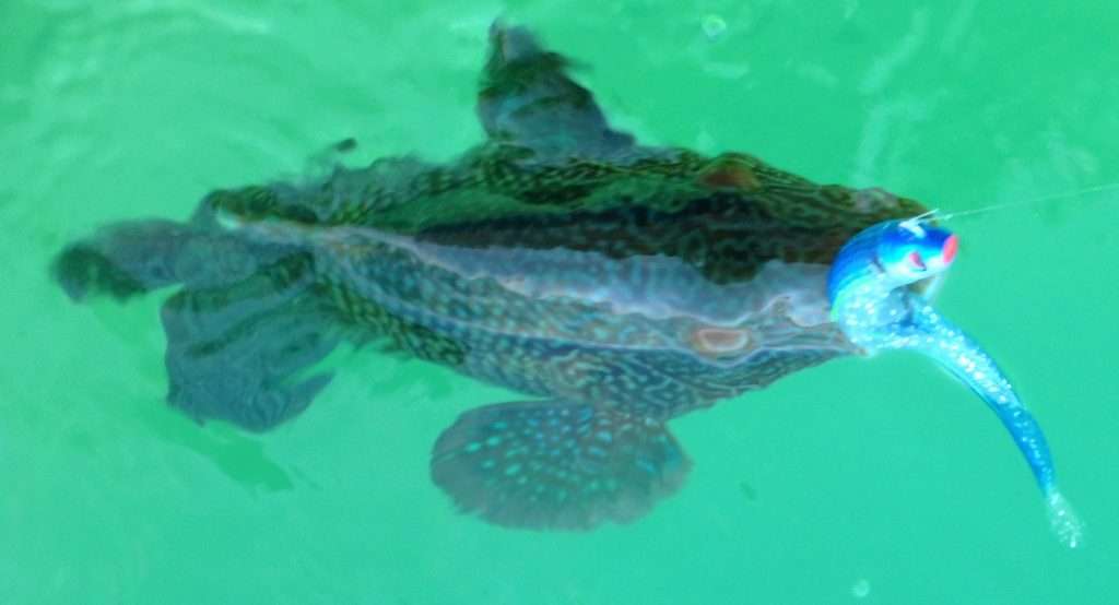 Pêchez peu profond pour pouvoir relacher les vieilles dans de bonnes conditions