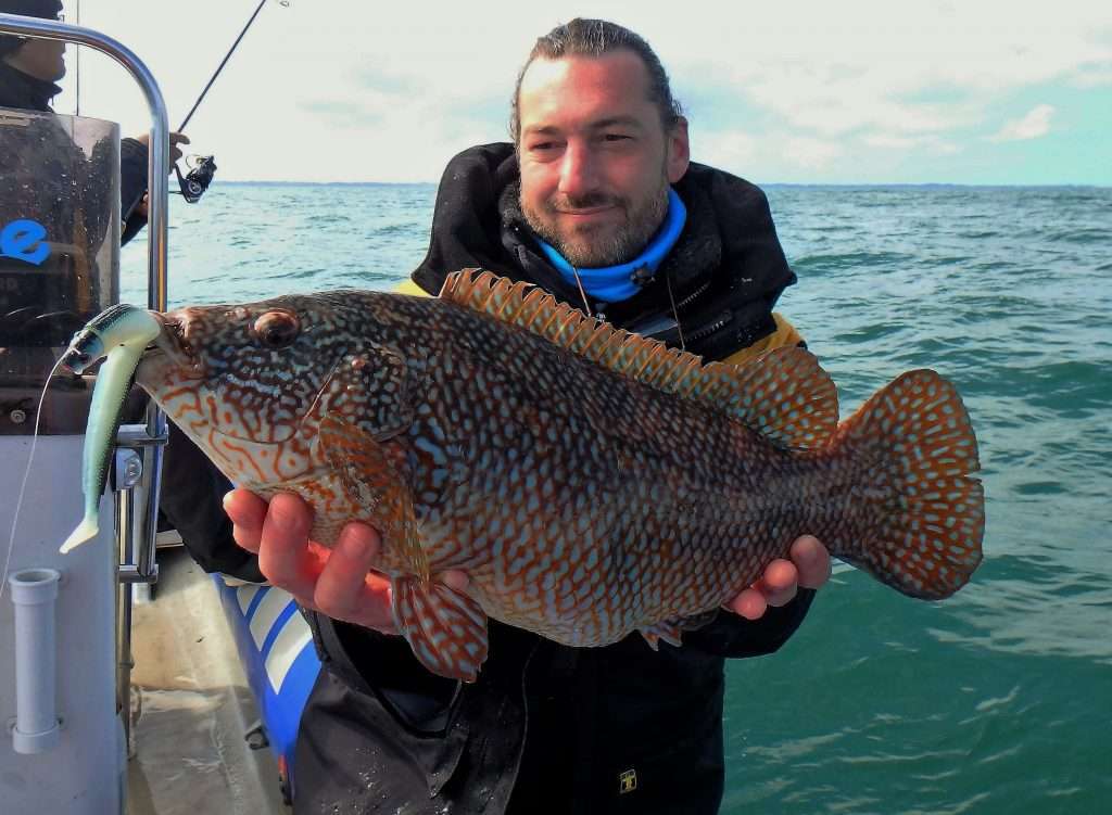 Avec sa robe cuivrée et tachetée de blanc, la vieille est un très beau poisson