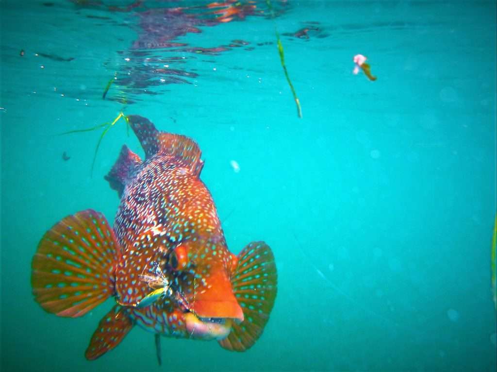 Les magnifiques couleurs d’une vieille sous l’eau