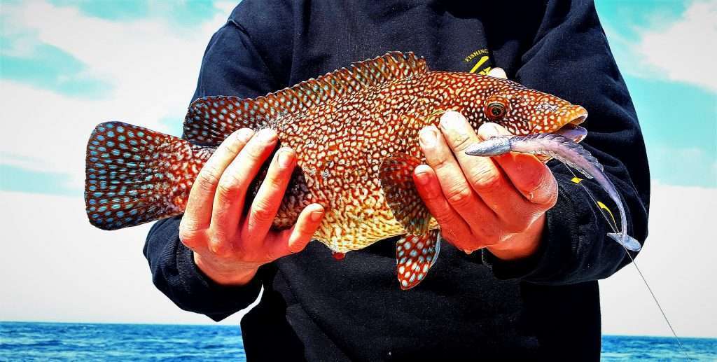 Vieille pris au Pulse Yum par Pierre Yves Perrodo, guide de pêche dans le Morbihan