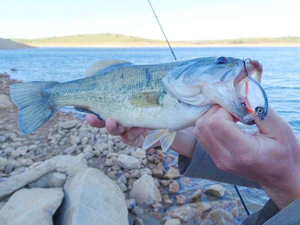 Les crankbaits permettent de prospecter beaucoup de terrain en power fishing