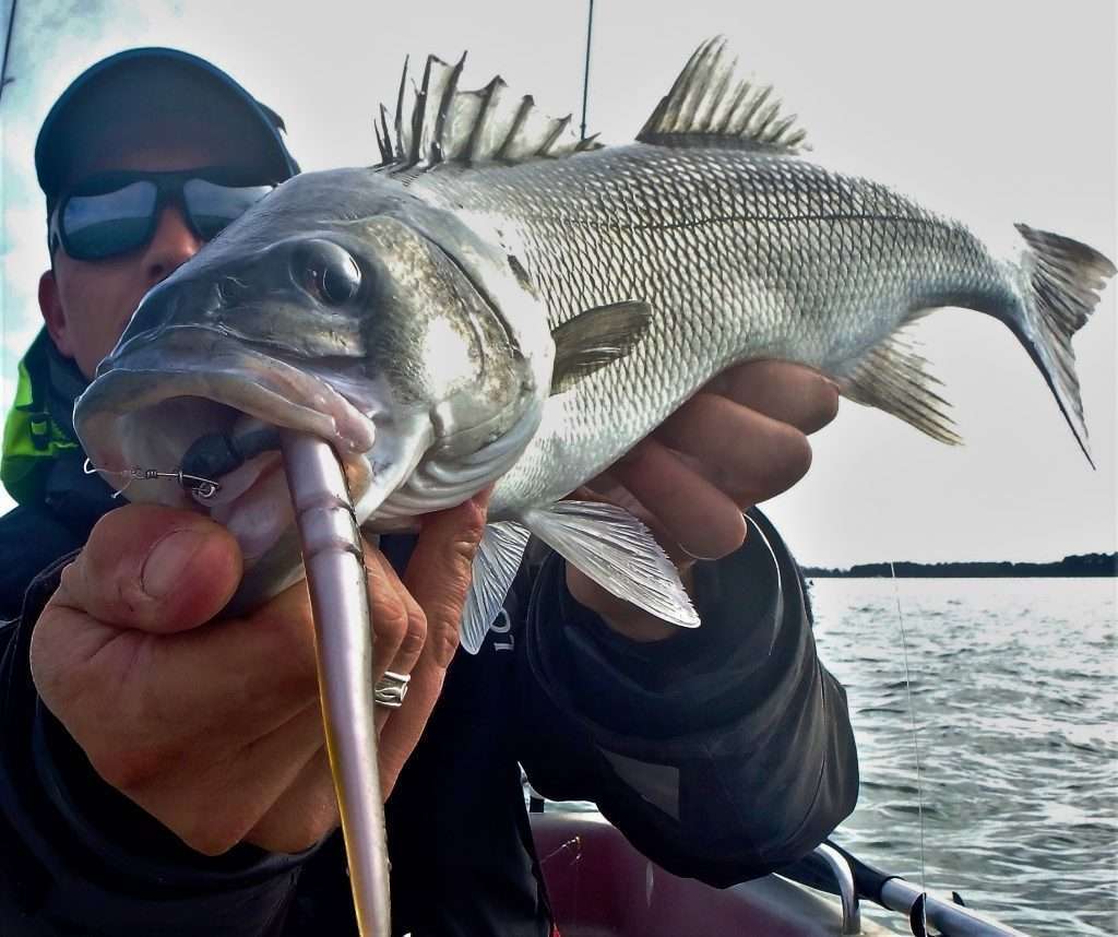 Bar pris au Slug-Go monté sur une tête plombée poisson Flashmer