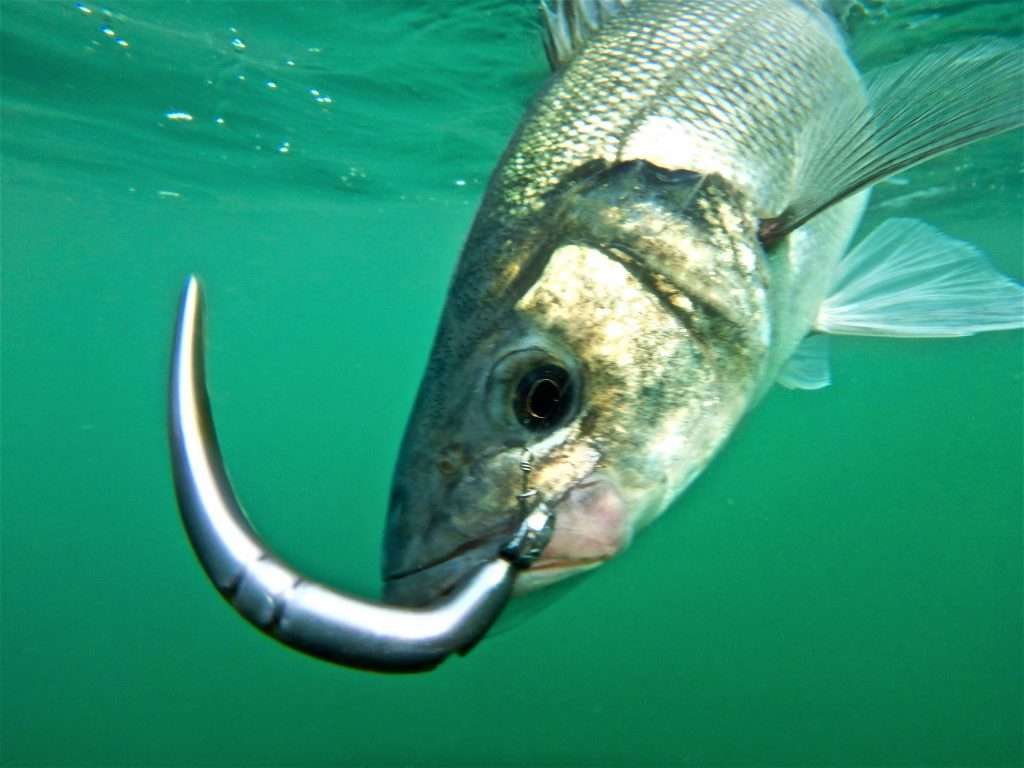 Vue sous marine d’un bar pris au Slug-Go monté sur une tête plombée poisson Flashmer