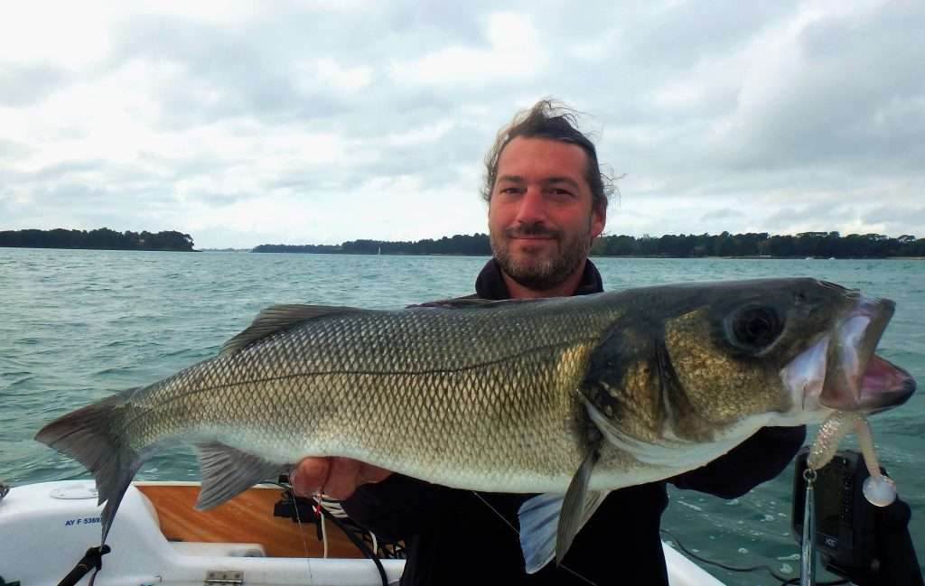 Très beau bar pris avec un Métal Spot chrome associé à un shad Swimming Ribster