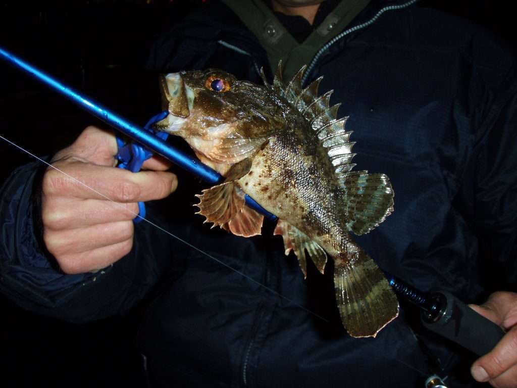 Une petite fishgrip peut être utile pour manipuler les poissons venimeux comme cette rascasse