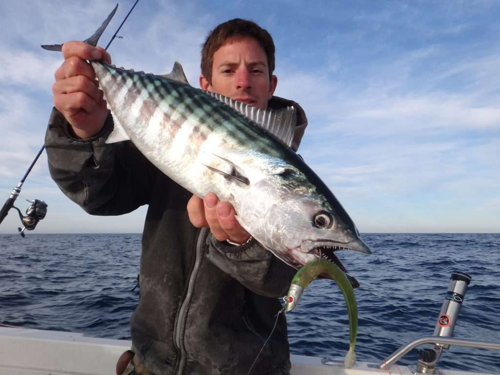 Joli pélamide prise par Vincent au Blue Equille en pêche verticale