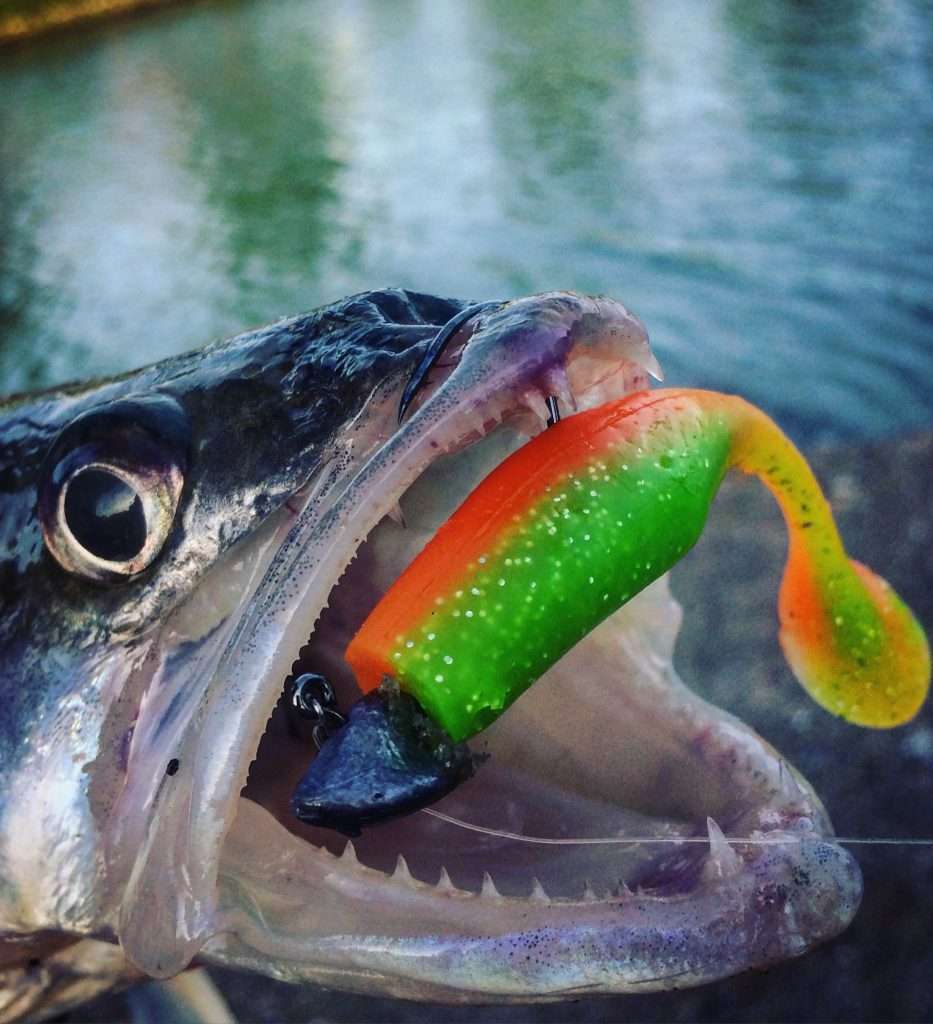 Sandre pris au turbo Shad coloris Cantaloupe monté sur une tête sabot