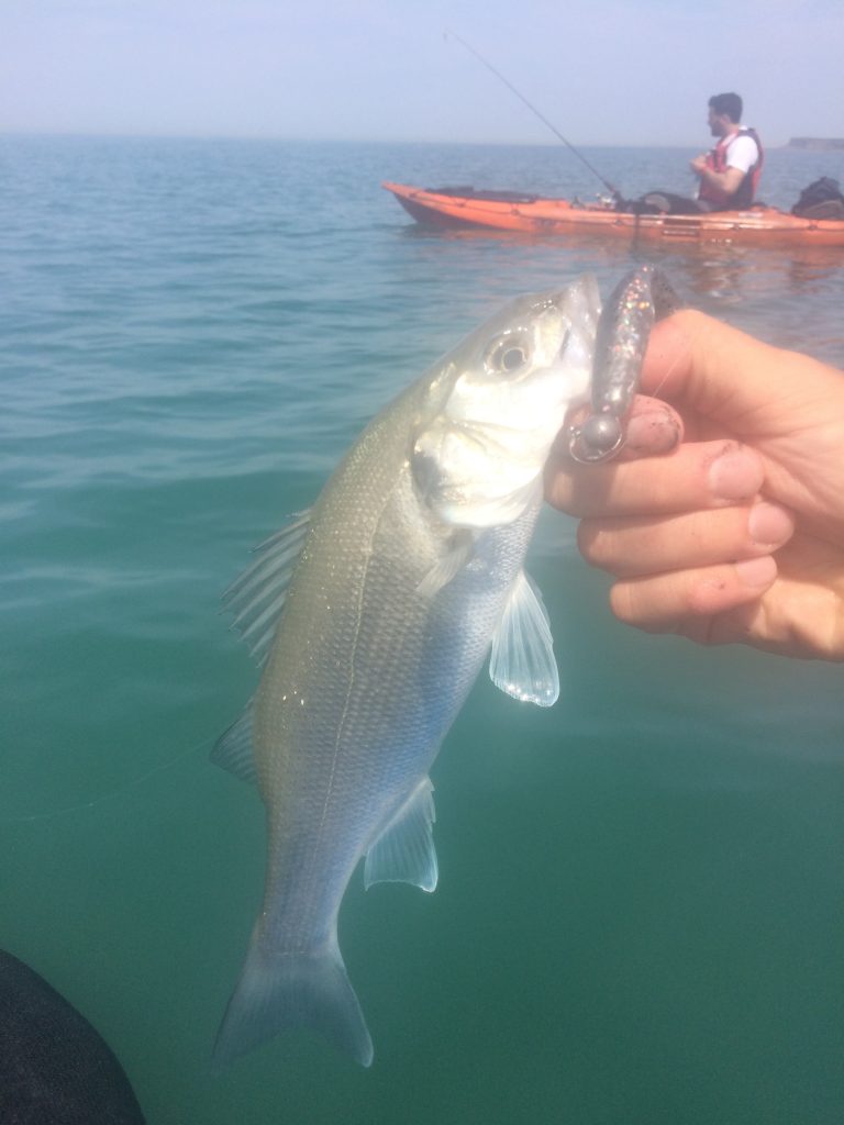 Petit bar pris en kayak au Turbo Shad monté sur une tête plombée ronde