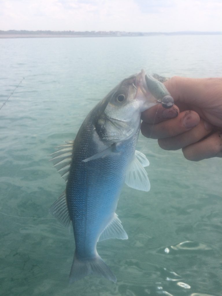 Petit bar pris en kayak au Turbo Shad monté sur une tête plombée ronde