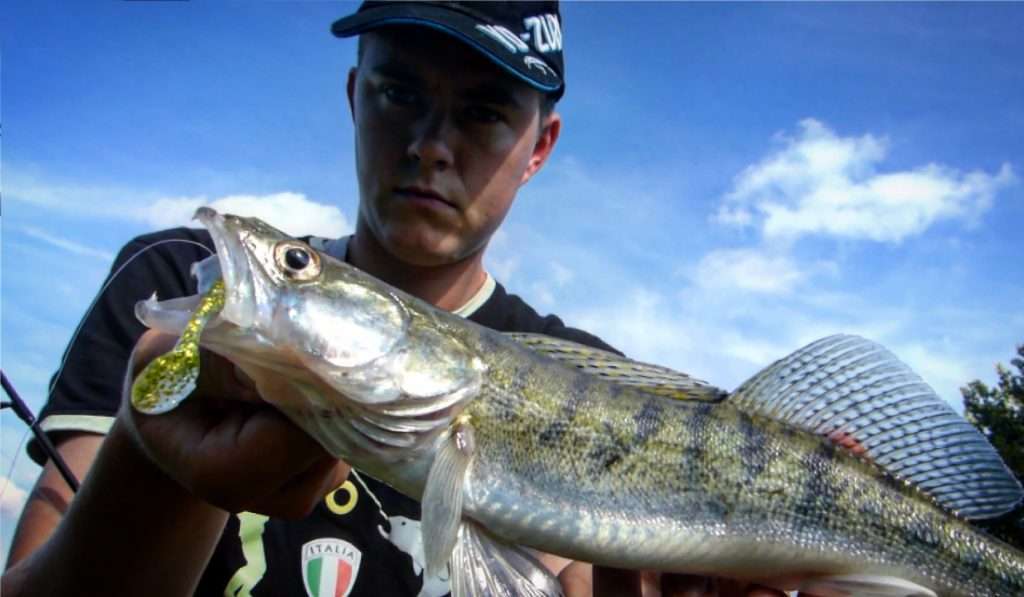 Le Turbo Shad est un des leurres préférés de Louis Cache pour le sandre