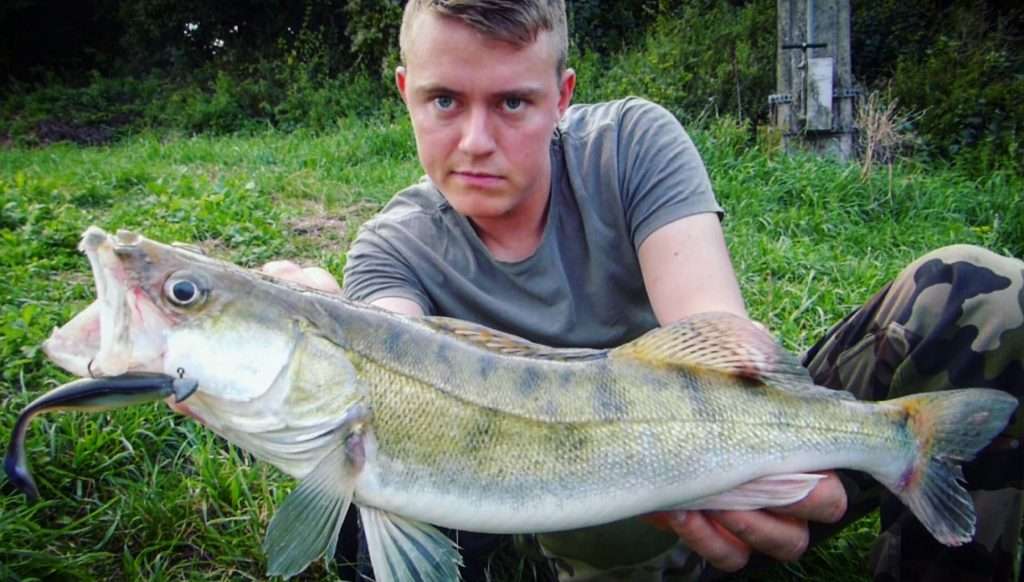 Sandre pris au Turbo Shad couleur Black Shad monté sur une tête plombée sabot