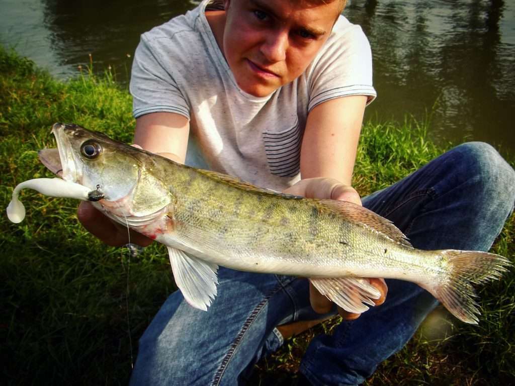 Louis et un sandre pris au Turbo Shad blanc