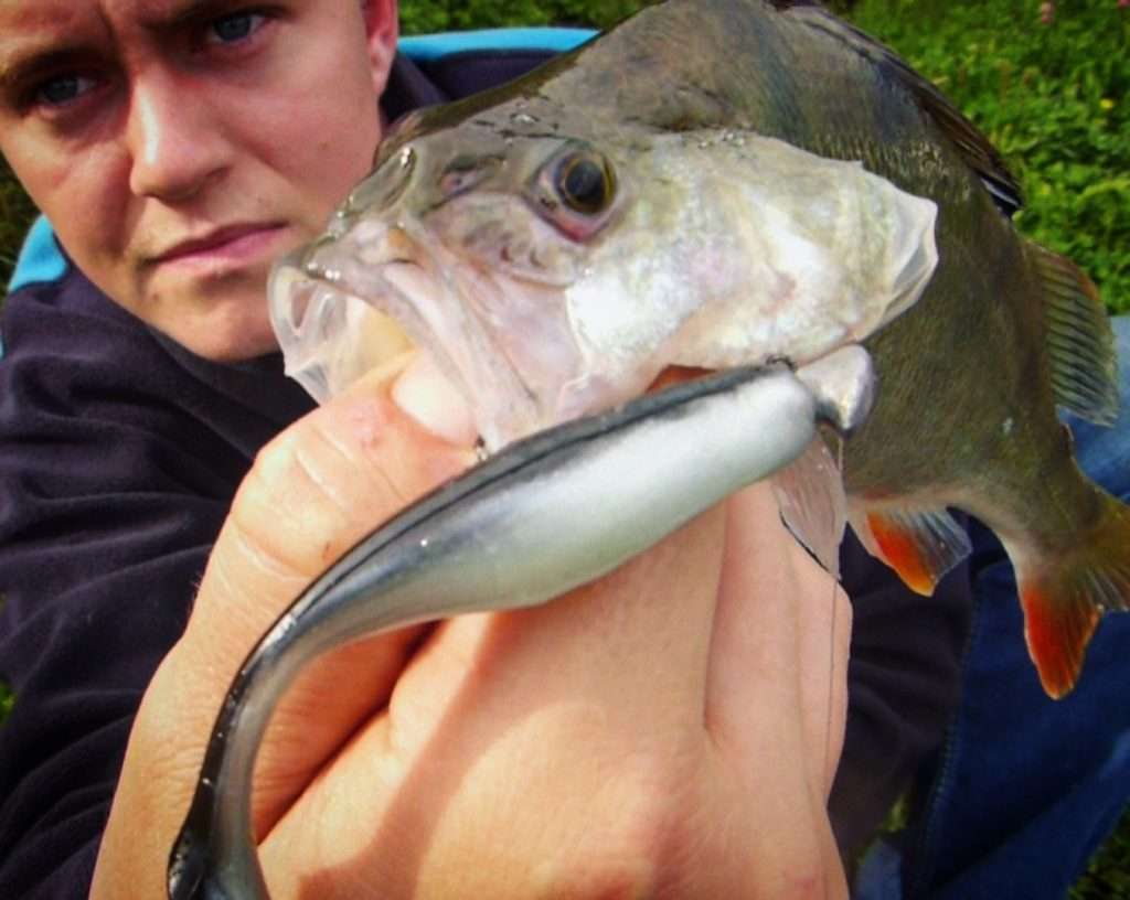 Les perches adorent le Turbo Shad Bass Assassin !