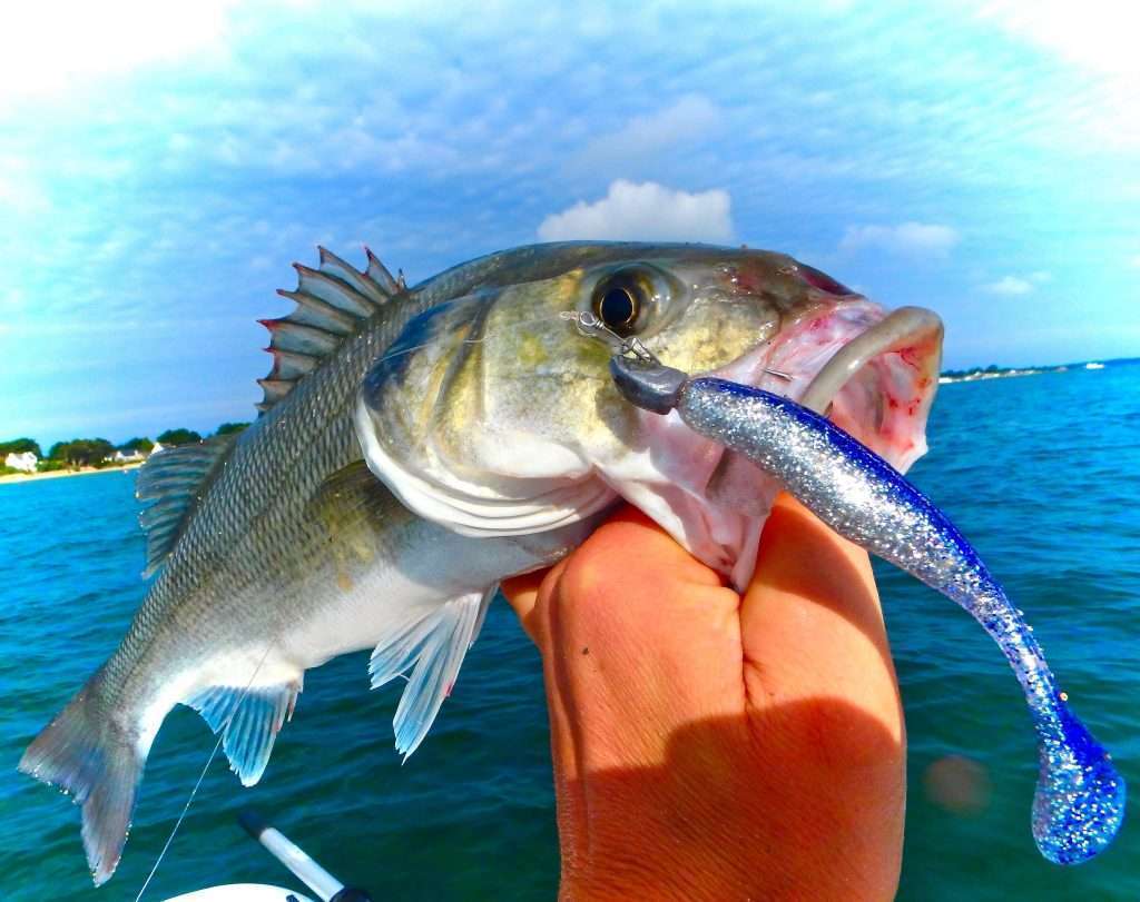 Le Turbo Shad est excellent sur le bar !