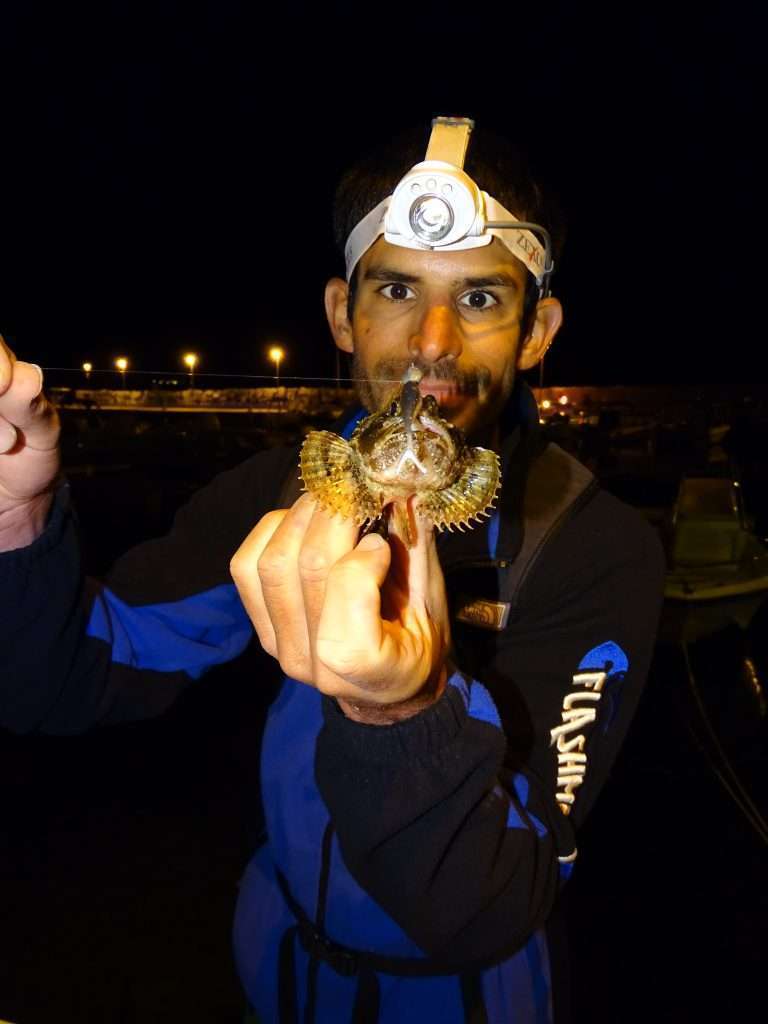 Rascasse pris avec un Fin’s Shad 45 mm monté sur une tête plombée de quelques grammes