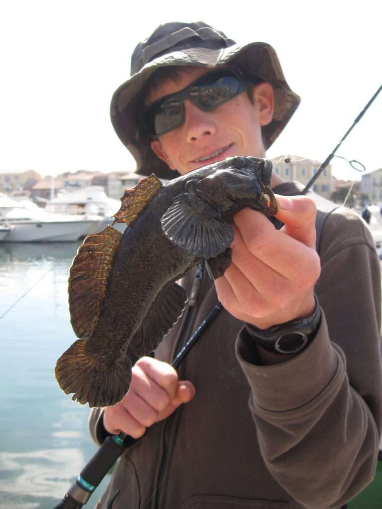 Les gobies à brosse bouche ou giant gobie sont de farouches combattants