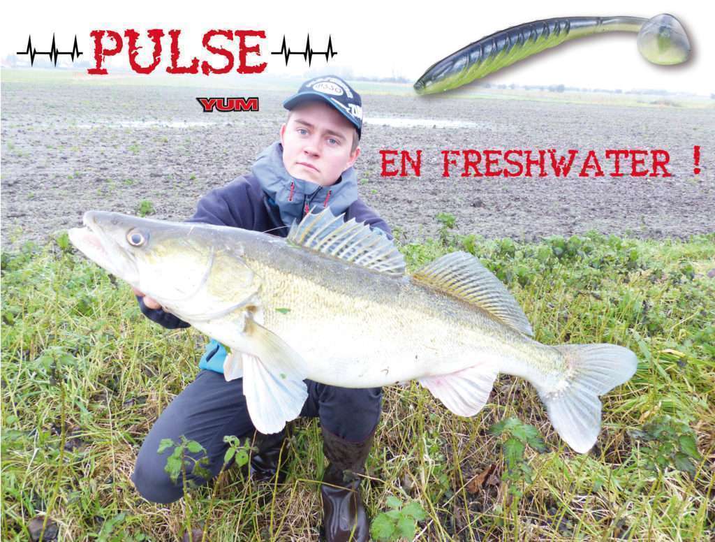 Sandre de 81 cm pris au Pulse Yum