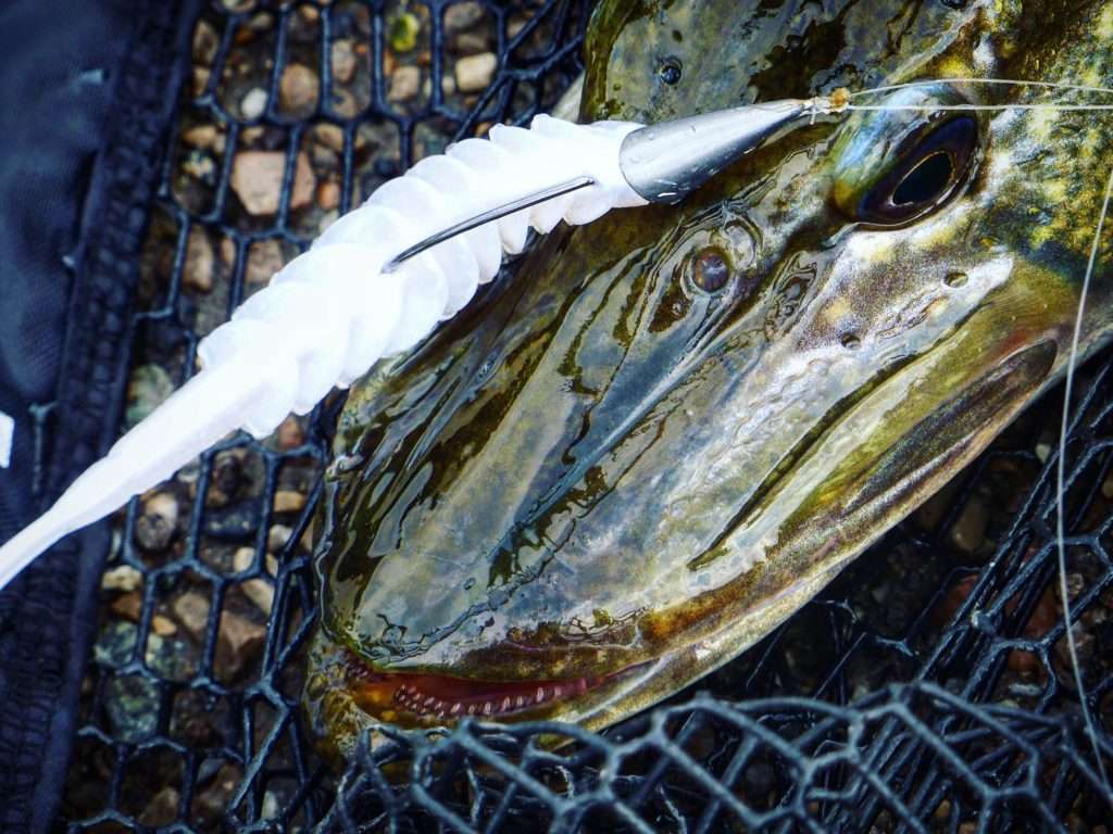 Beau brochet pris au Pulse Yum monté sur une tête plombée texane