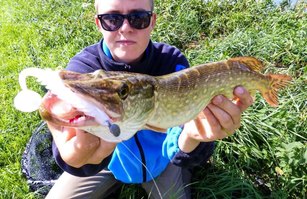 Brochet pris avec un Pulse Yum monté sur une tête plombée sabot