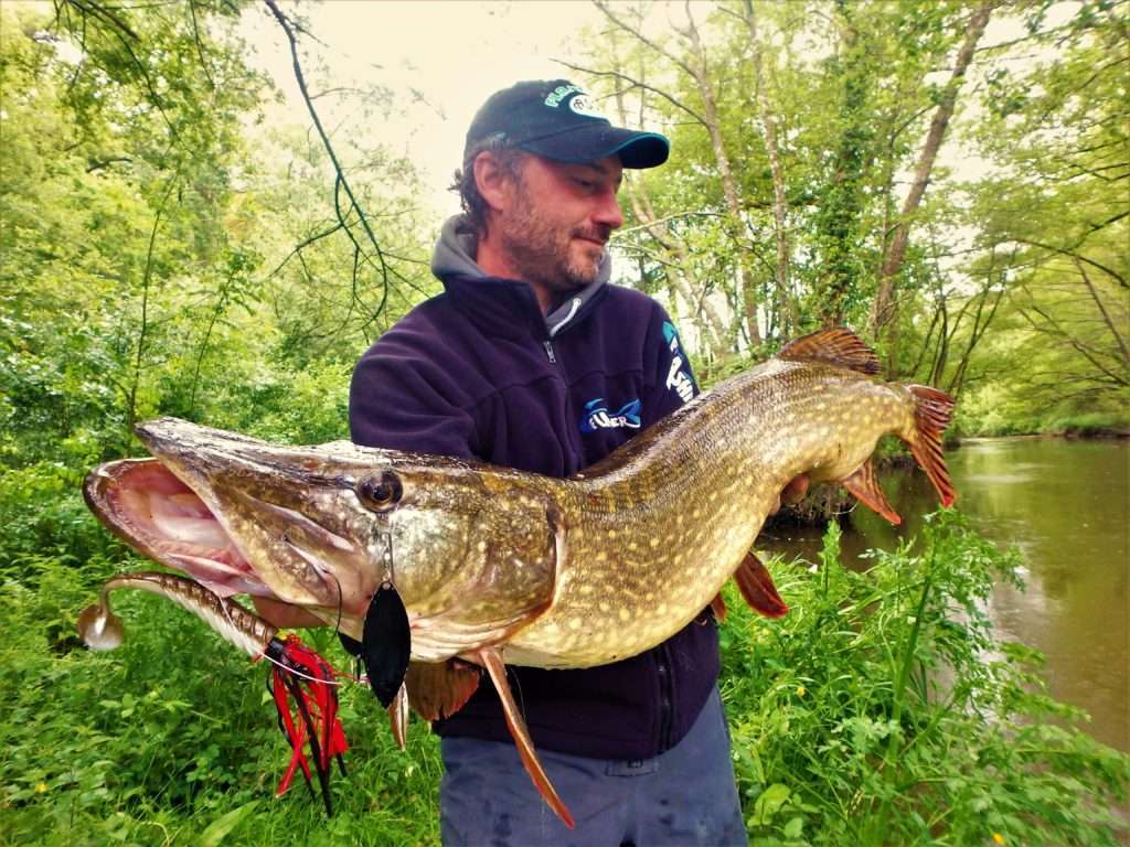 Très beau brochet pris avec un Pulse Yum monté en trailer sur un spinnerbait