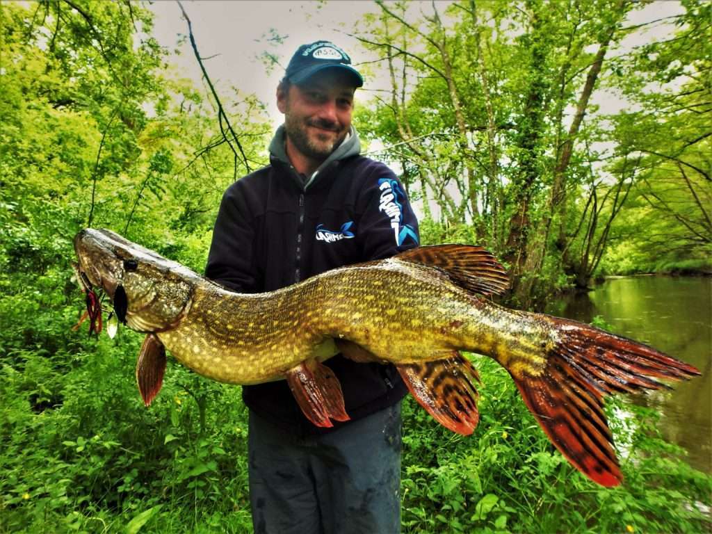 Très beau brochet pris avec un Pulse Yum monté en trailer sur un spinnerbait