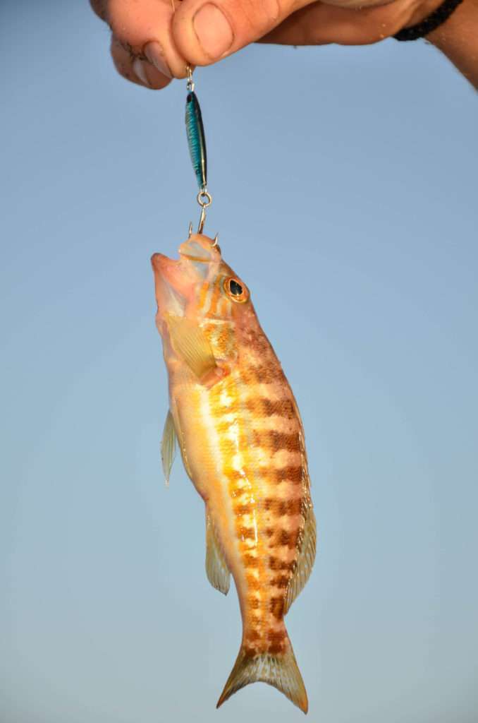 Le serran est un petit poisson de roche qui réagit très bien à un Metal Spot 7 g !