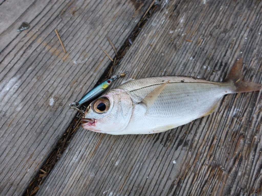 Il est même possible de toucher des sparidés tels que ce beaux yeux ! 