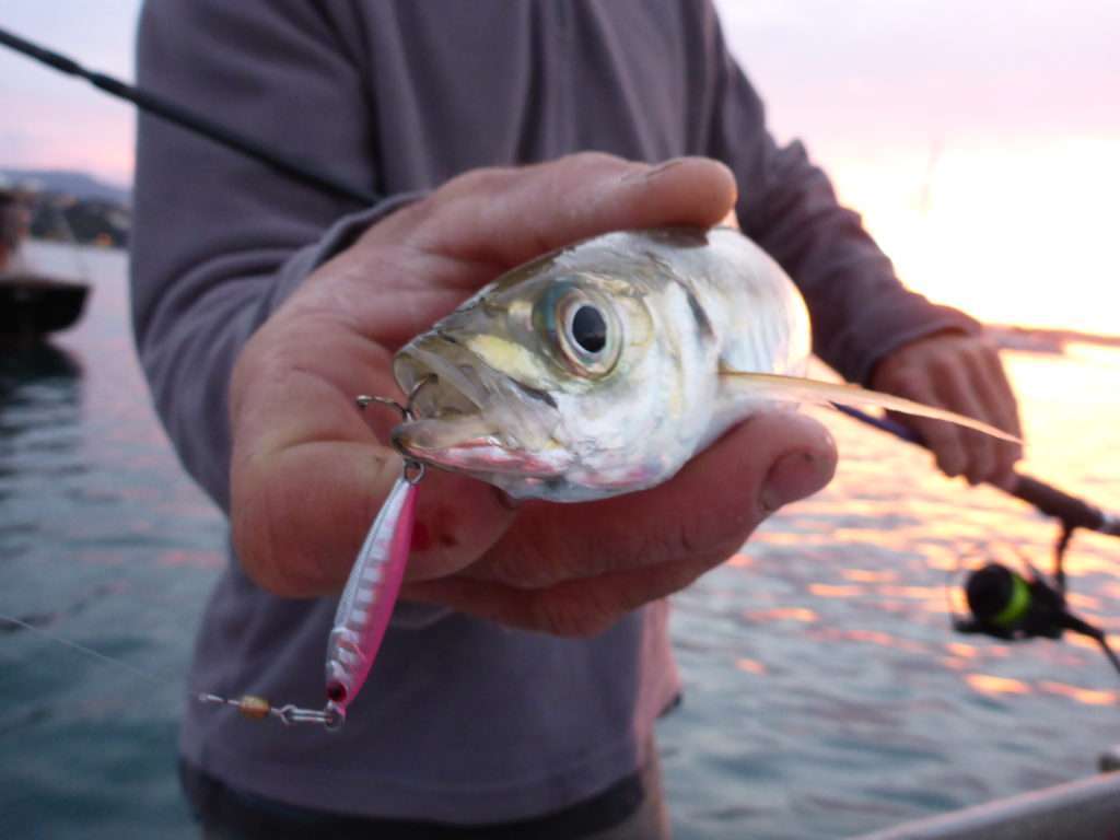 Même pour des jigs légers, favorisez une attache rolling + anneau brisé