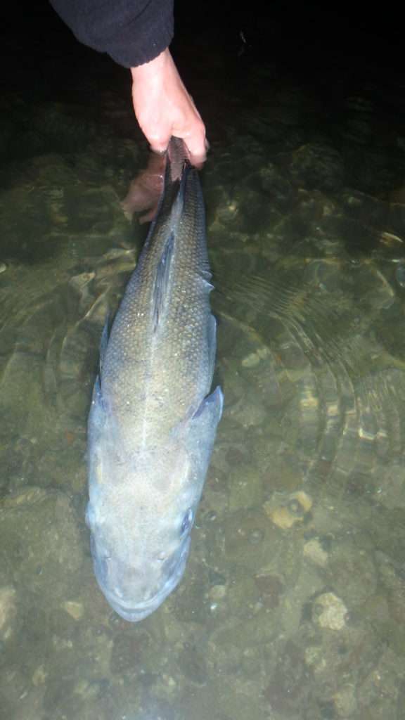 Pour les poissons ne repartant pas seuls, l’oxygénation en tenant par la queue est excellente !