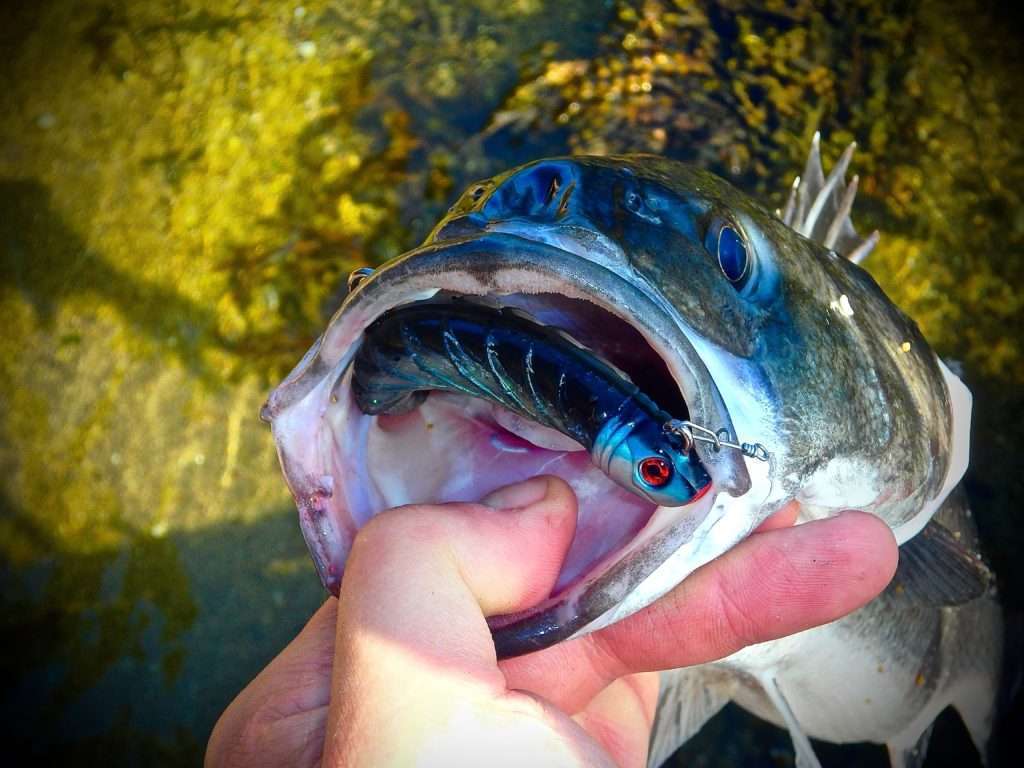 La prise par la gueule préserve le mucus du poisson