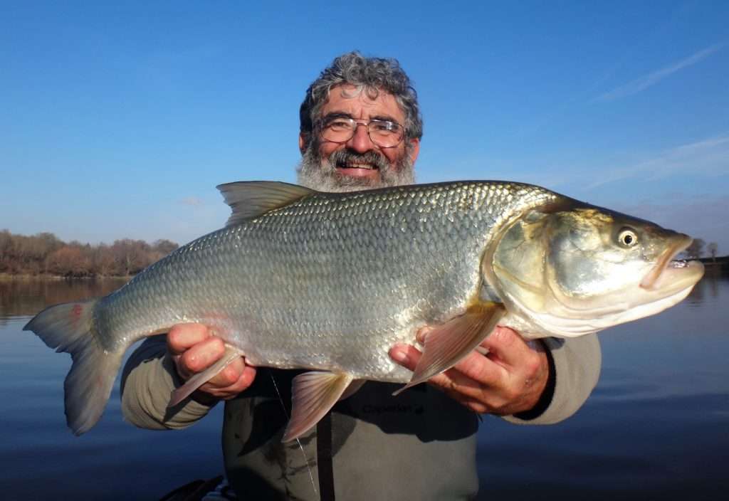 Trophée Résine Pêche Carpe - Haut. 30 Cm