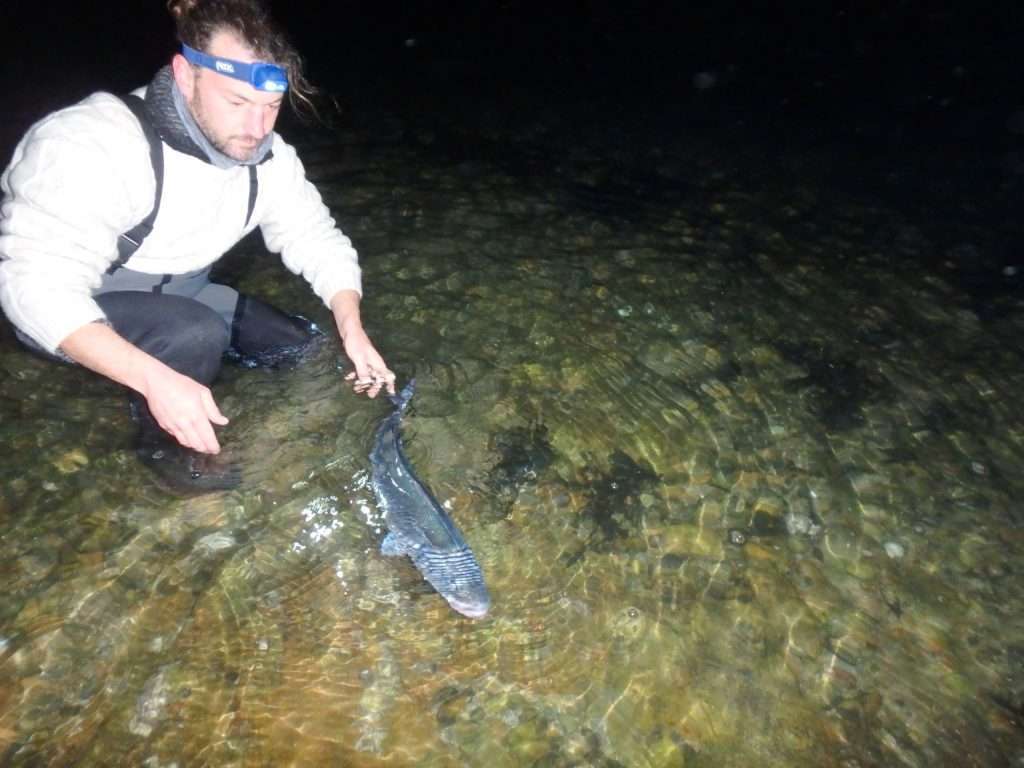 Faire circuler l’eau dans les arcs branchiaux d’un bar permet de le réoxygéner